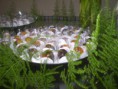/album/doces/p4030036-jpg/